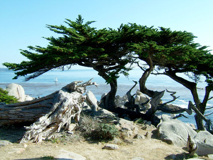 Monterey Cypress   100 Seeds   Cupressus macrocarpa