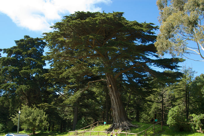 Monterey Cypress   100 Seeds   Cupressus macrocarpa