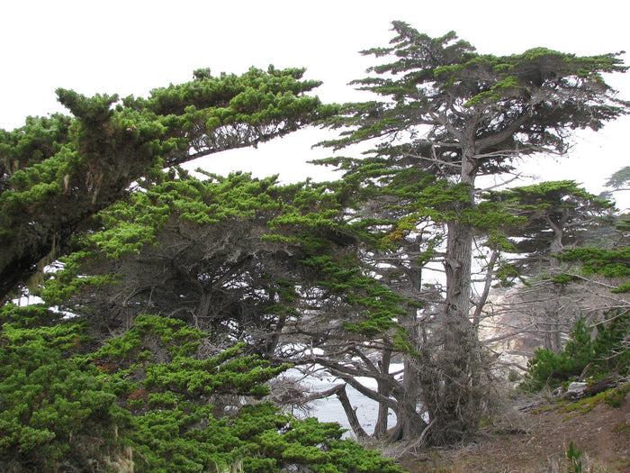 Monterey Cypress   100 Seeds   Cupressus macrocarpa