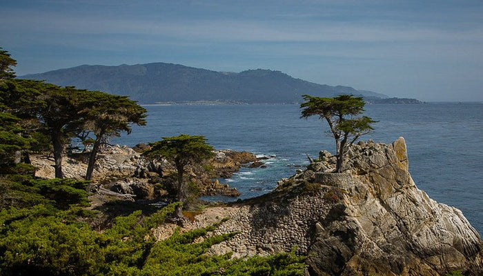 Monterey Cypress   100 Seeds   Cupressus macrocarpa