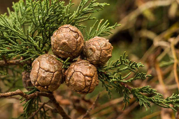 Monterey Cypress   100 Seeds   Cupressus macrocarpa