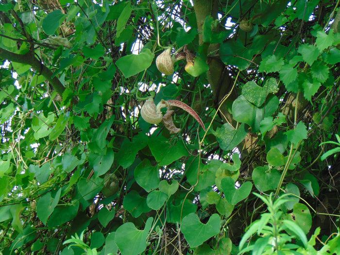 Mottled Dutchmans Pipe  10 Seeds  Aristolochia labiata