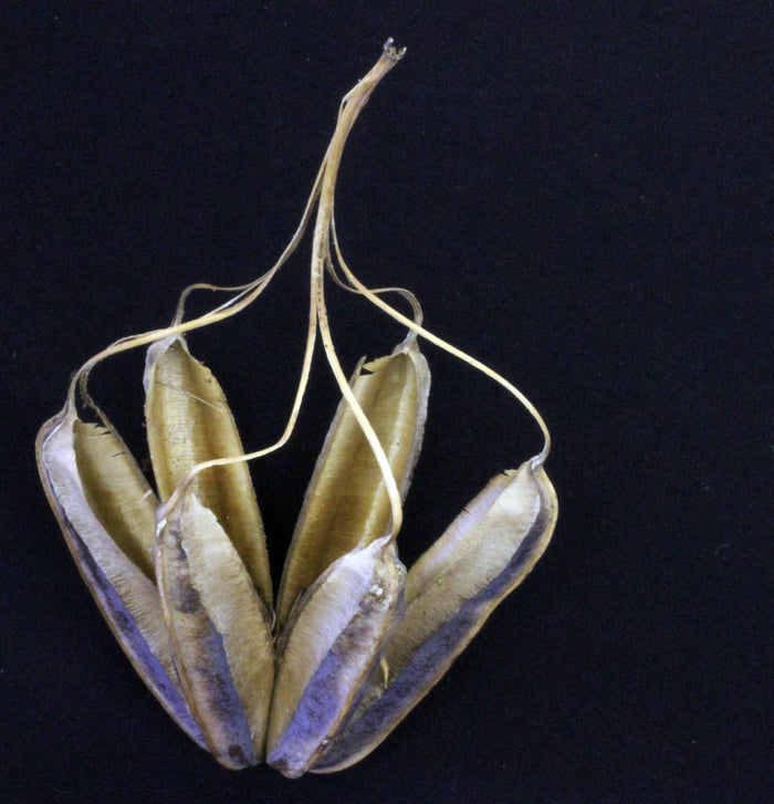 Mottled Dutchmans Pipe  10 Seeds  Aristolochia labiata
