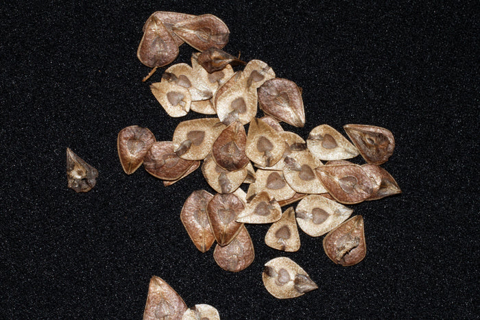 Mottled Dutchmans Pipe  10 Seeds  Aristolochia labiata