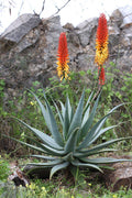 Mountain Aloe  100 Seeds  Aloe spectabilis