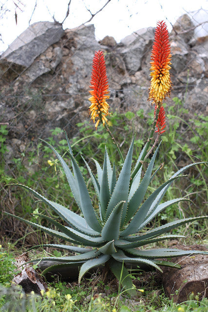 Mountain Aloe  100 Seeds  Aloe spectabilis