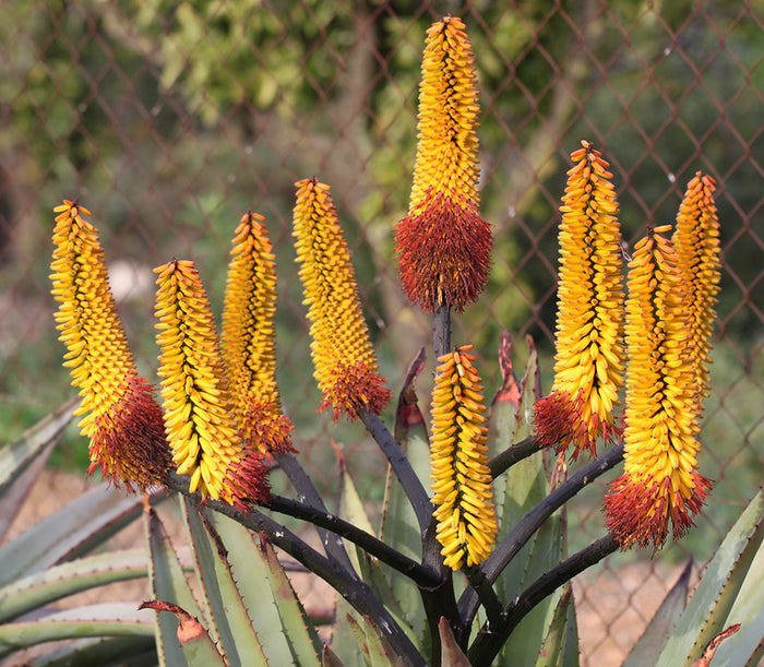 Mountain Aloe  100 Seeds  Aloe spectabilis
