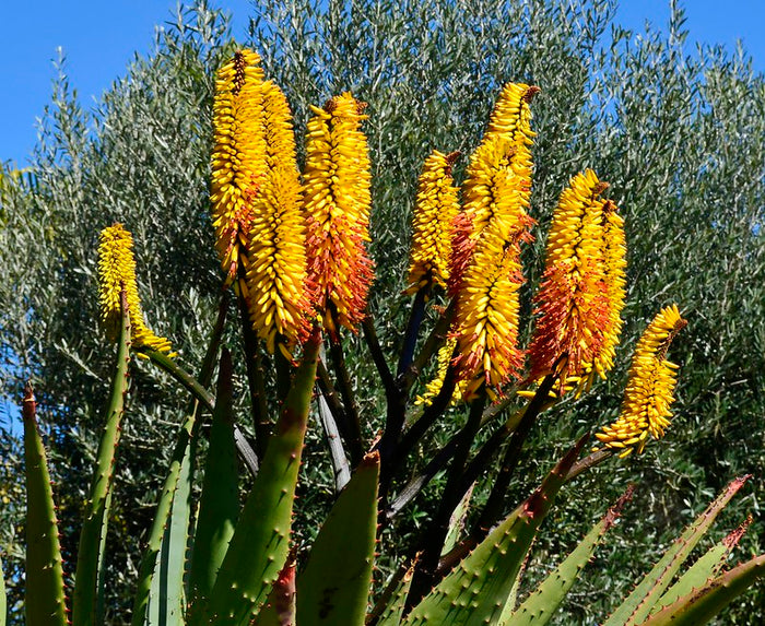 Mountain Aloe  100 Seeds  Aloe spectabilis