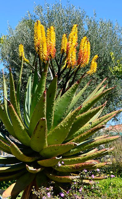 Mountain Aloe  100 Seeds  Aloe spectabilis