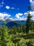 Mountain Hemlock   100 Seeds   Tsuga mertensiana