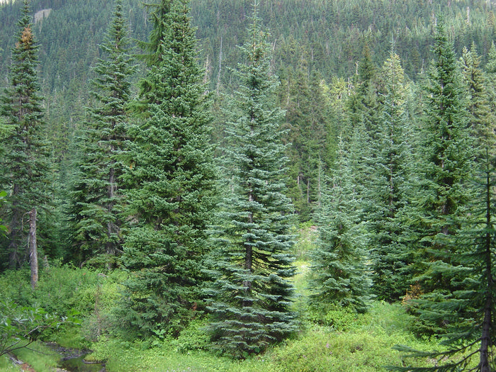 Mountain Hemlock   100 Seeds   Tsuga mertensiana