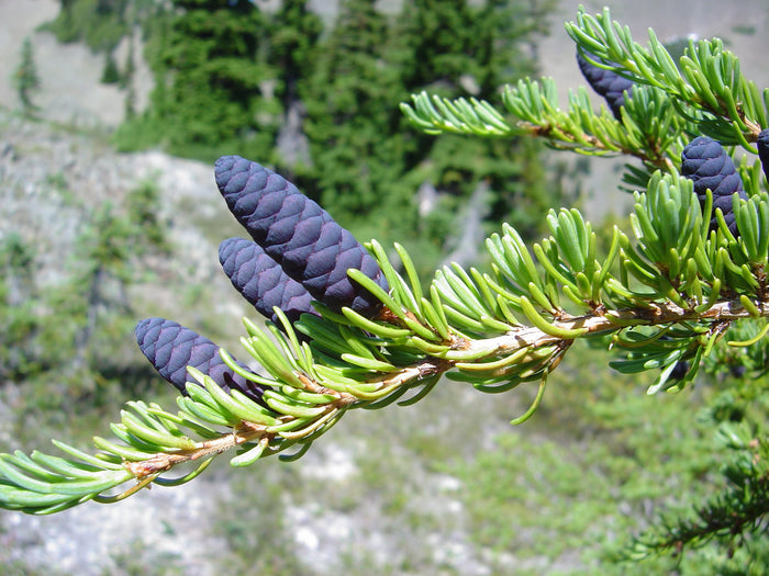 Mountain Hemlock   100 Seeds   Tsuga mertensiana