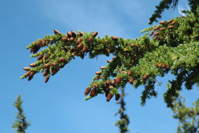 Mountain Hemlock   100 Seeds   Tsuga mertensiana