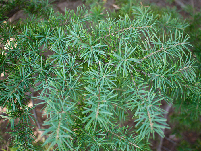 Mountain Hemlock   100 Seeds   Tsuga mertensiana