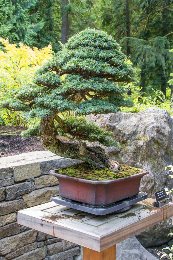 Mountain Hemlock   100 Seeds   Tsuga mertensiana