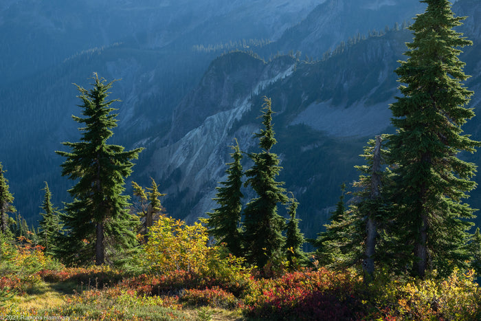 Mountain Hemlock   100 Seeds   Tsuga mertensiana