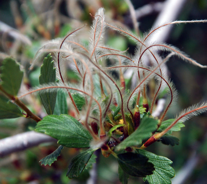 Mountain Mahogany   10 Seeds   Cercocarpus montanus