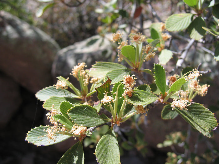 Mountain Mahogany   10 Seeds   Cercocarpus montanus