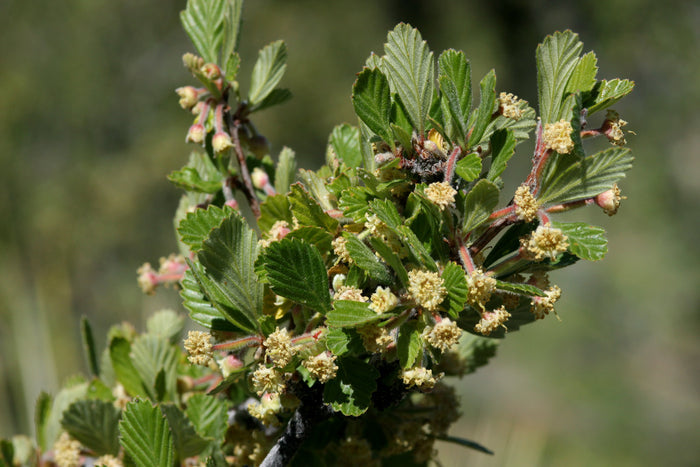 Mountain Mahogany   10 Seeds   Cercocarpus montanus
