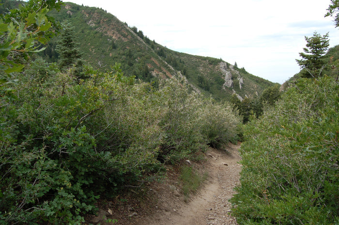 Mountain Mahogany   10 Seeds   Cercocarpus montanus