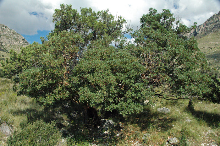 Mountain Mahogany   10 Seeds   Cercocarpus montanus