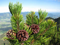 Mugo Pine   100 Seeds   Mountain Pine   Pinus mugo