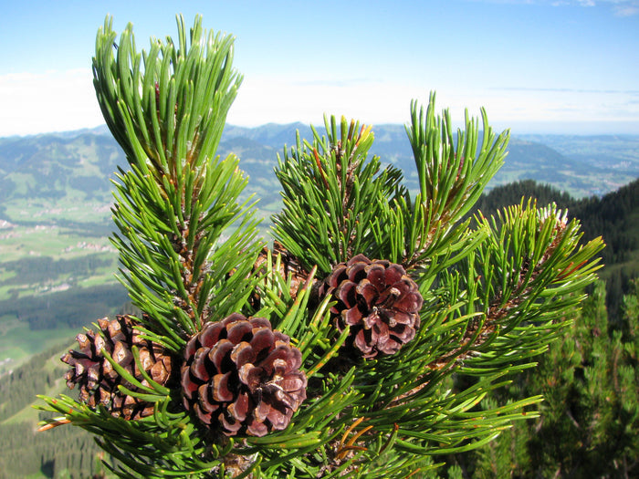 Mugo Pine   100 Seeds   Mountain Pine   Pinus mugo