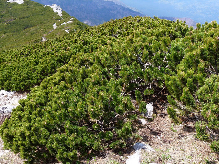 Mugo Pine   100 Seeds   Mountain Pine   Pinus mugo