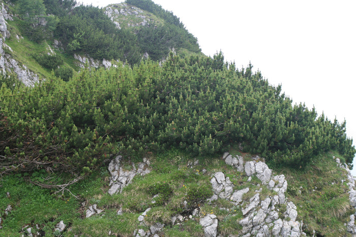 Mugo Pine   100 Seeds   Mountain Pine   Pinus mugo