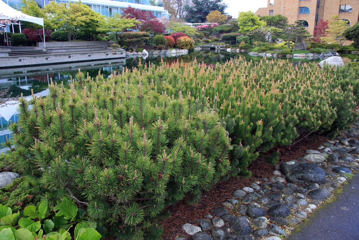 Mugo Pine   100 Seeds   Mountain Pine   Pinus mugo