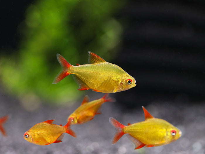 Muzel Red Cherry Tetra (Hyphessobrycon sp. 'Muzel Red Cherry') – Tank-Bred