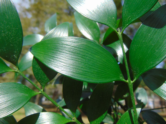Nagi Podocarpus   5 Seeds   Podocarpus nagi