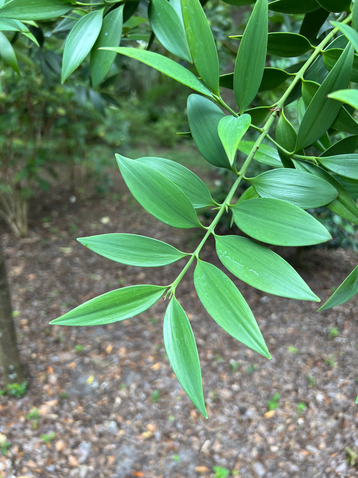 Nagi Podocarpus   5 Seeds   Podocarpus nagi