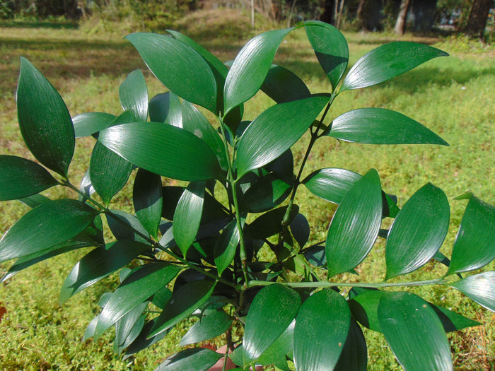 Nagi Podocarpus   5 Seeds   Podocarpus nagi