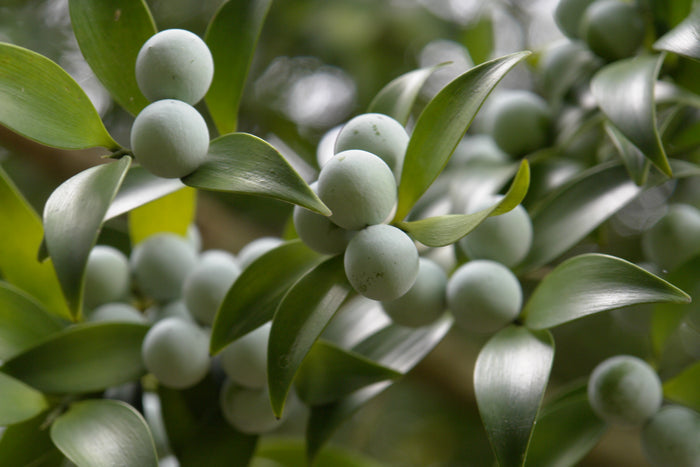 Nagi Podocarpus   5 Seeds   Podocarpus nagi