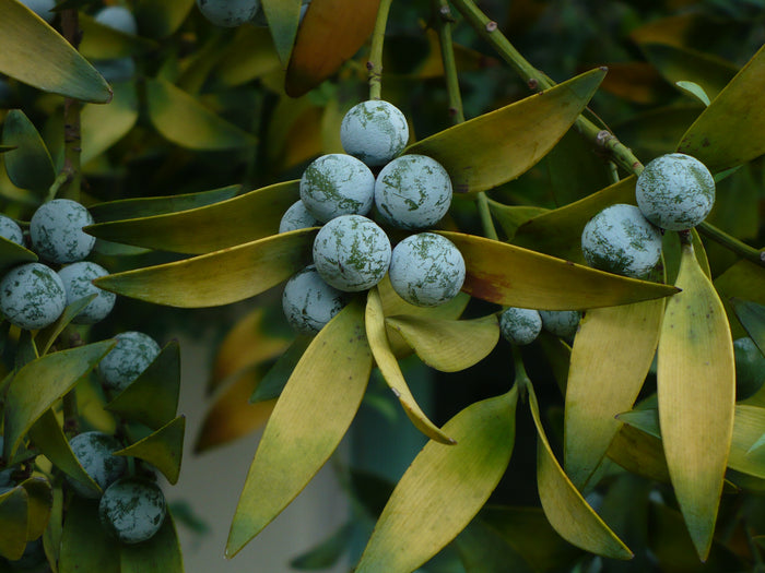 Nagi Podocarpus   5 Seeds   Podocarpus nagi