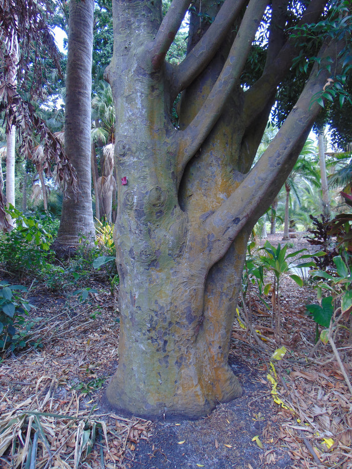 Nagi Podocarpus   5 Seeds   Podocarpus nagi