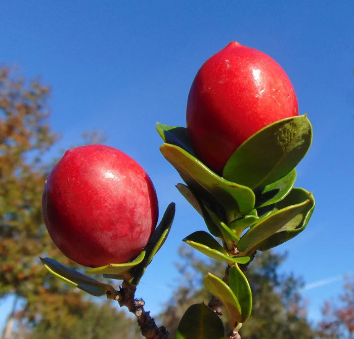 Natal Plum Carissa macrocarpa 20 Seeds