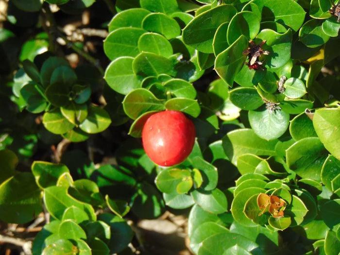 Natal Plum Carissa macrocarpa 20 Seeds