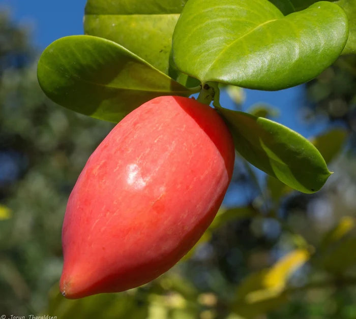 Natal Plum Carissa macrocarpa 20 Seeds