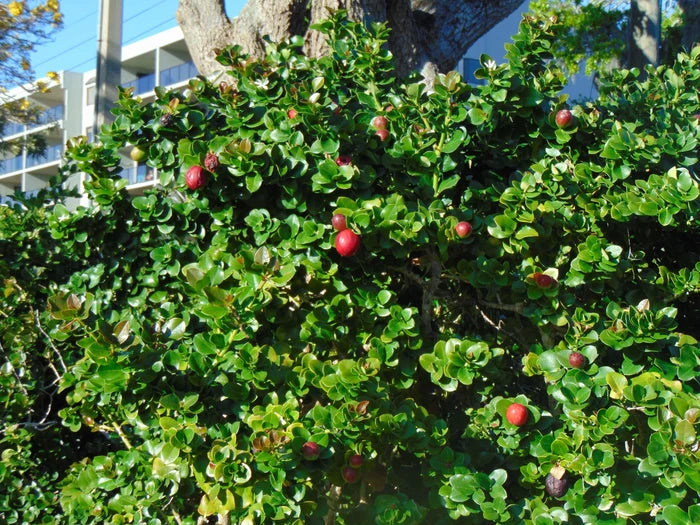 Natal Plum Carissa macrocarpa 20 Seeds