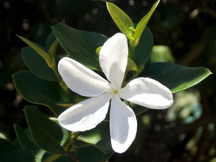 Natal Plum Carissa macrocarpa 20 Seeds