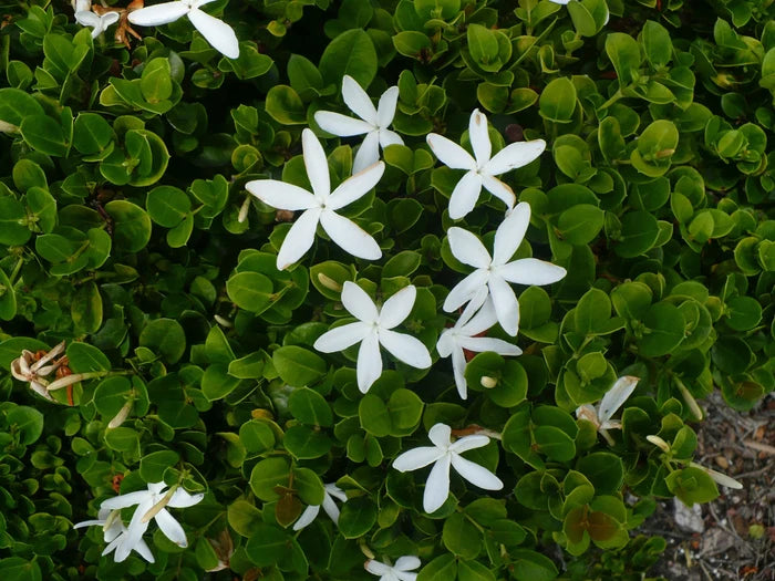 Natal Plum Carissa macrocarpa 20 Seeds