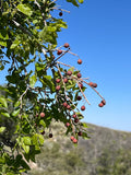 Netleaf Hackberry Celtis reticulata 20 Seeds