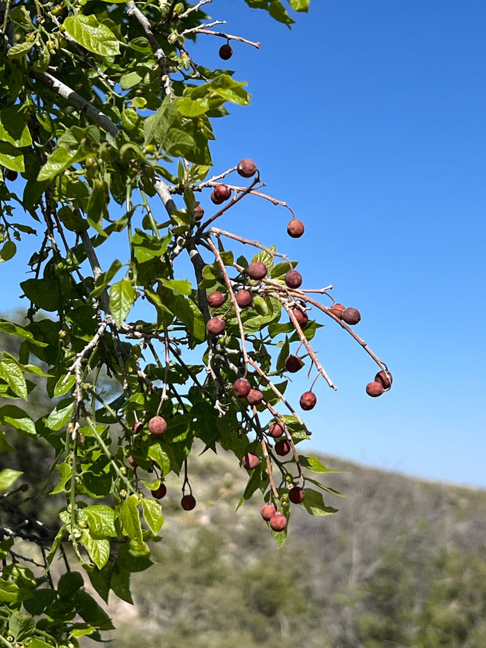Netleaf Hackberry Celtis reticulata 20 Seeds