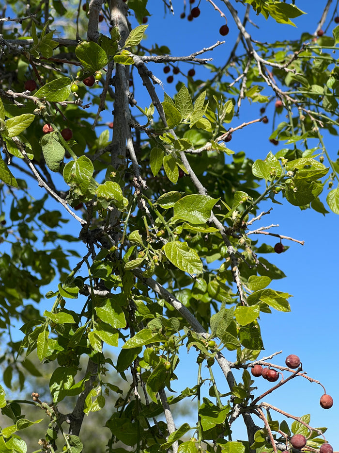 Netleaf Hackberry Celtis reticulata 20 Seeds