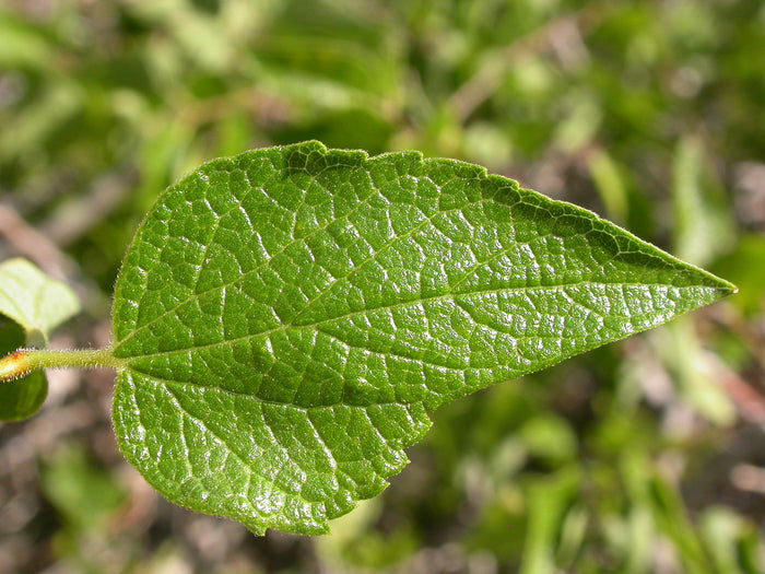 Netleaf Hackberry Celtis reticulata 20 Seeds