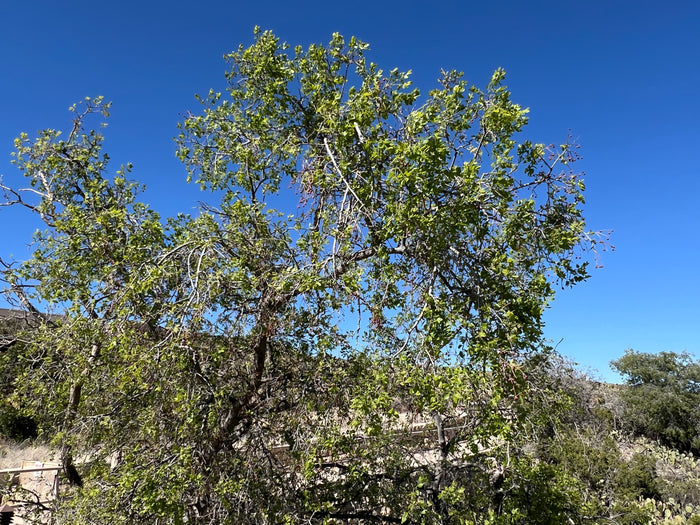 Netleaf Hackberry Celtis reticulata 20 Seeds
