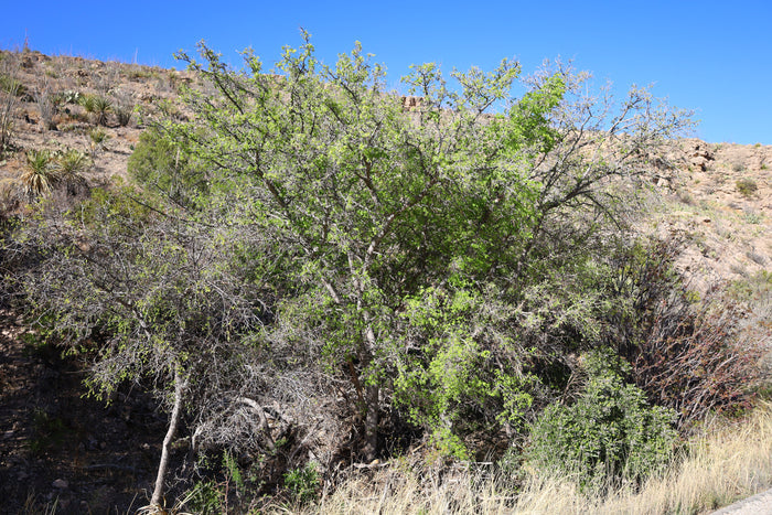 Netleaf Hackberry Celtis reticulata 20 Seeds