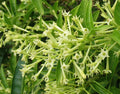 Night-Blooming Jasmine 10 Seeds Cestrum nocturnum